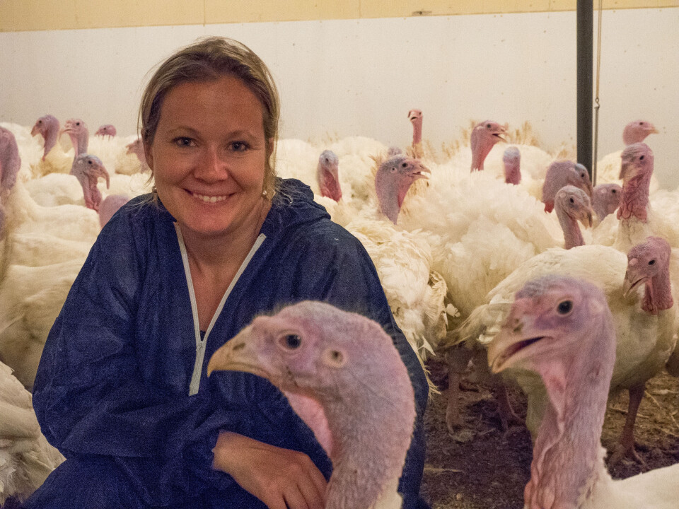 Guro Vasdal researches poultry at Animalia.