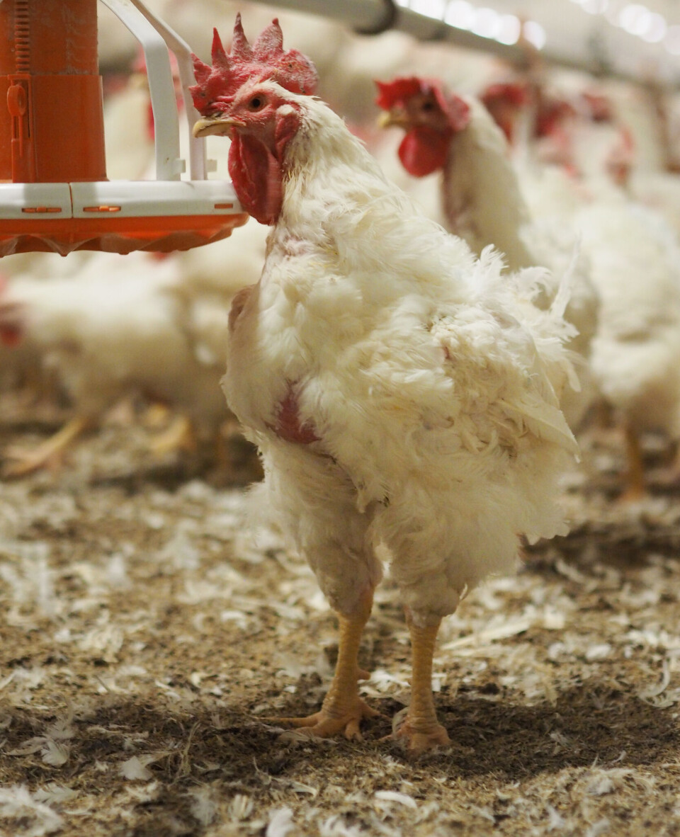 Until they are mature, roosters live in separate pens. After about 16 weeks, they are introduced to the hens to produce fertilised eggs.