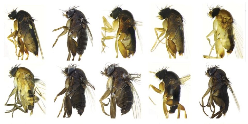 Being able to distinguish between different types of scuttle flies (Phoridae) requires expertise that very few people possess. But DNA analysis is of great help.