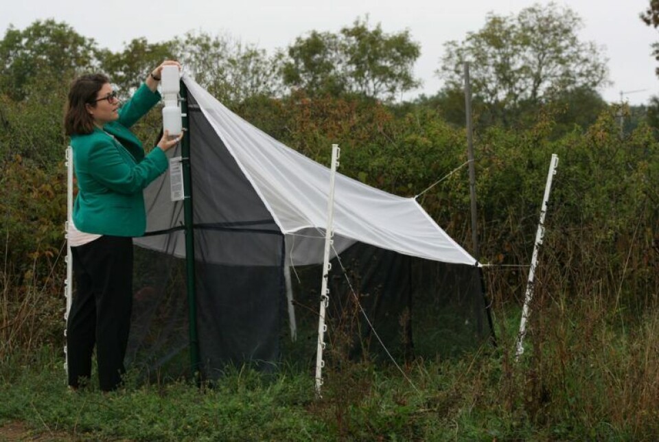 Emily Hartop in the field at Öland in Sweden.