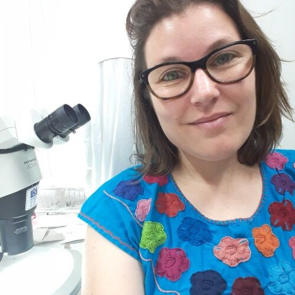 Emily Hartop works at the Department of Natural History, which is part of the NTNU University Museum.