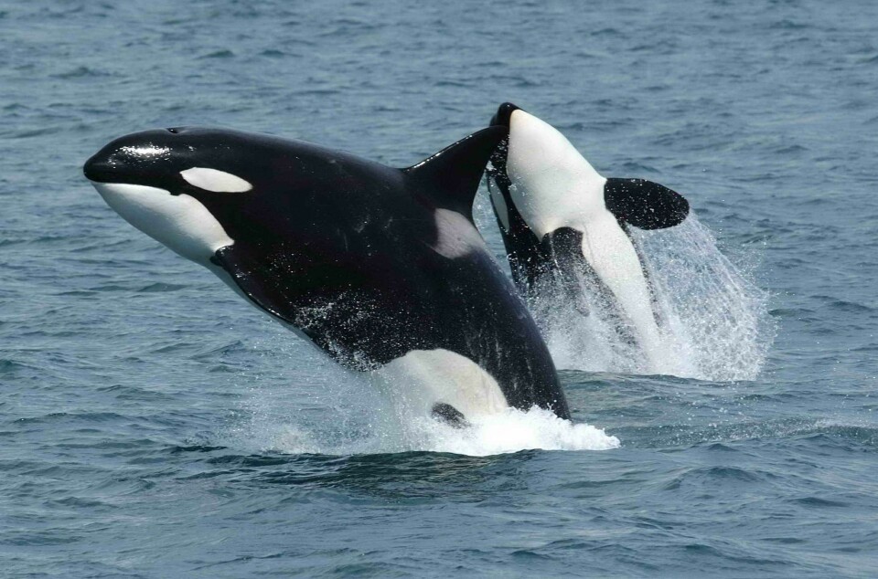 Since 2020, nearly 700 boats have been disturbed by 15 orcas off the coasts of Spain and Portugal.
