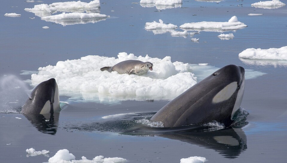 We are probably lucky not to be this seal.