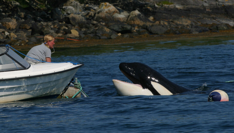 Orcas have only attacked humans in captivity.