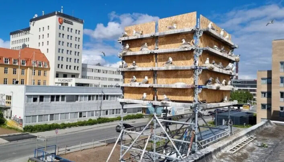 Researchers need to position the hotels as close to the nests as possible. Once the kittiwakes arrive at the hotel, they can begin moving it farther away.
