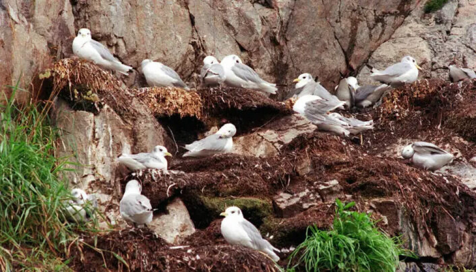 The kittiwakes’ natural habitat is in steep coastal cliffs.