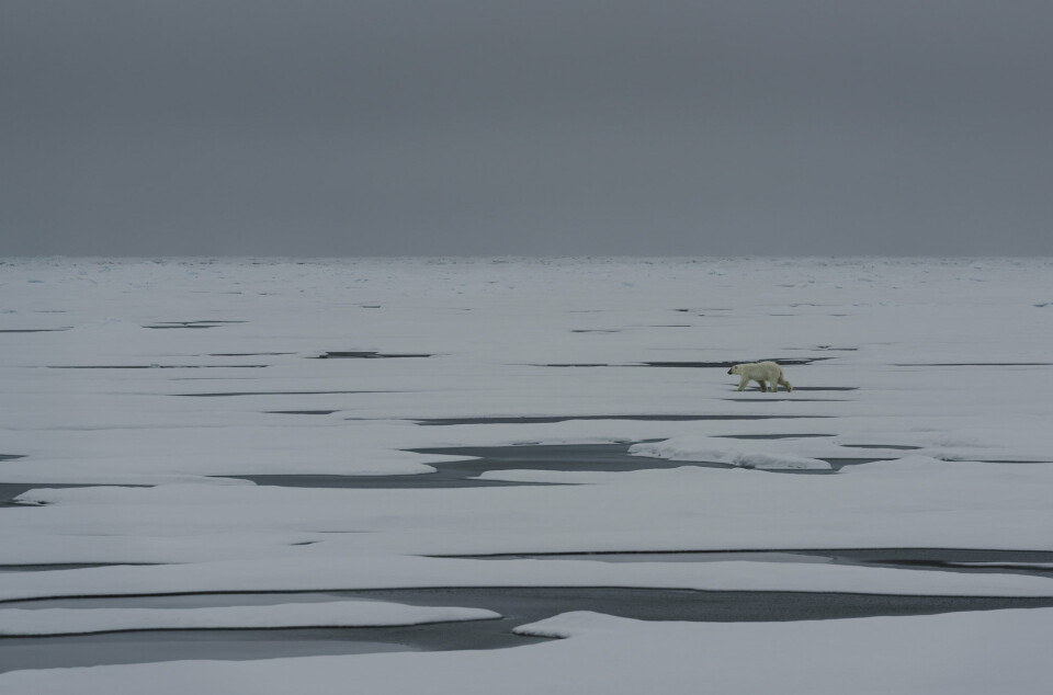 A polar bear in the Barents Sea seen from the research vessel Kronprins Haakon as part of the Nansen Legacy project.