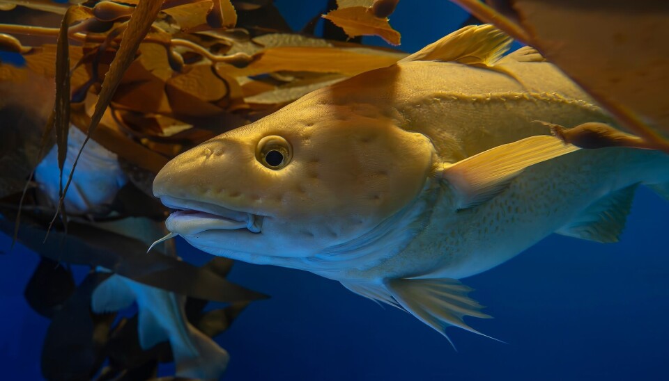 Cod Predators Fish Over 10 million fish consumed within a few hours off the Norwegian ...