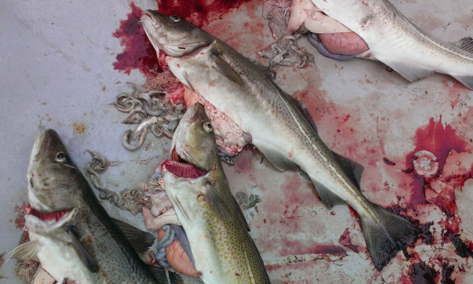 Over 10 million fish consumed within a few hours off the Norwegian ...