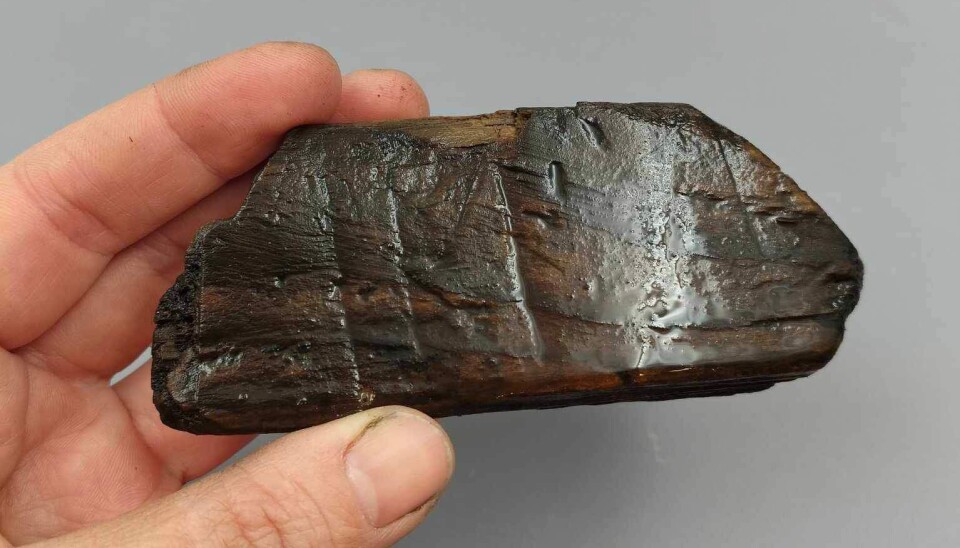 Rune stick found earlier this week. Runologist Kristel Zilmer confirms that it appears to have runes, including a t.