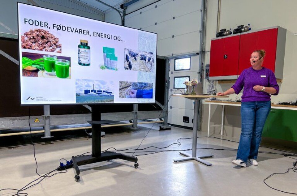 Researcher Lene Stødkilde-Jørgensen shared experiences from trials involving the addition of grass-based protein concentrate in animal feed for chickens and pigs.