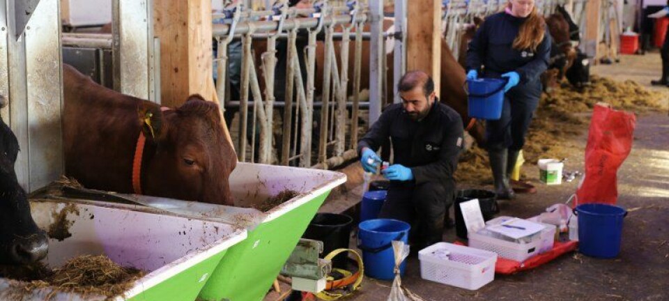 New method allows pigs, chickens, and fish to eat grass and algae