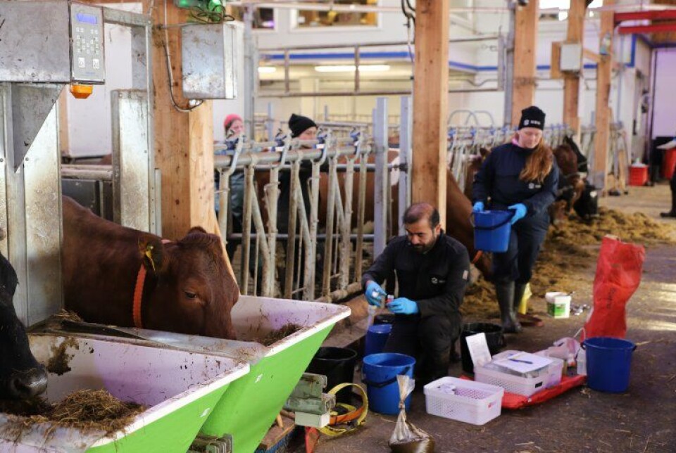Cows during a feeding trial at Mære Agricultural School.