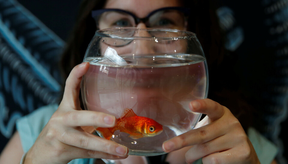 The so-called goldfish bowls are not ideal for goldfish.