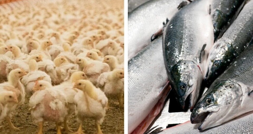 Are we eating sick animals?