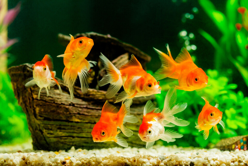 It can be beneficial to have an air pump, heater, and light in the aquarium.
