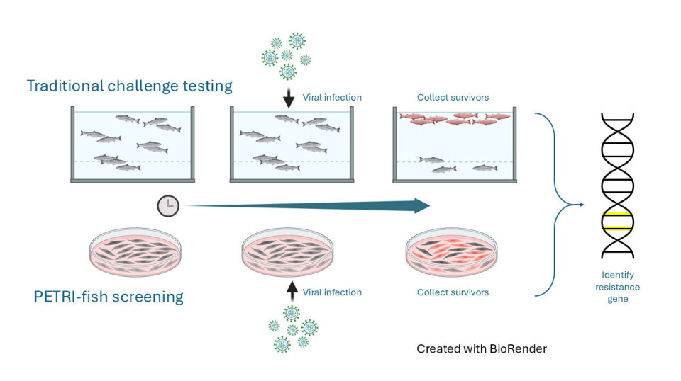 How the PETRI-fish approach compares to traditional challenge testing.