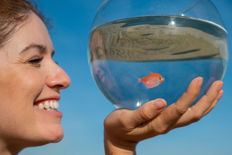 Many fish owners may not realise that goldfish bowls are harmful.