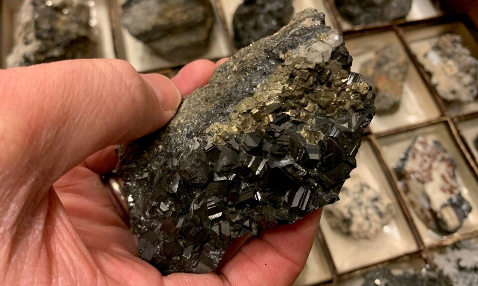 This is what pyrite looks like when it has not been affected by pyrite disease. Its golden colour has earned it the nickname fool's gold. En hånd holder en stein med glitrende krystaller i gullfarge og brunt.