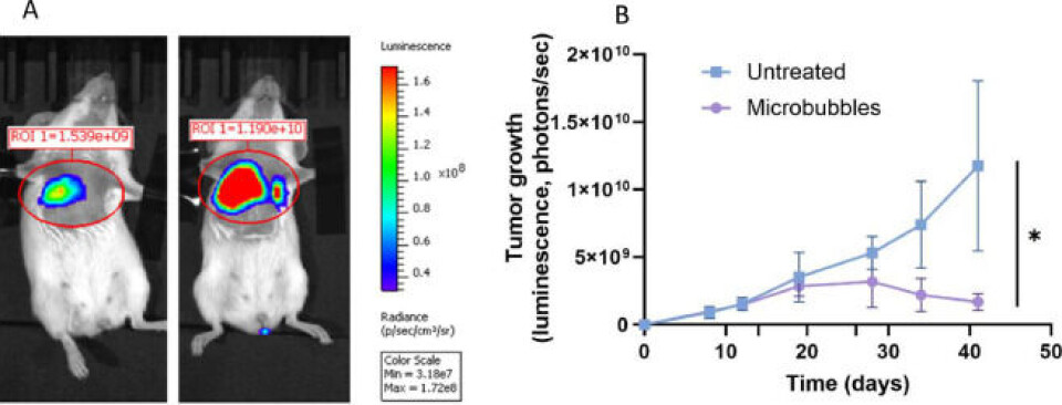Mice with induced cancers responded very well to the microbubble medication. The mouse on the right received no treatment, while the one on the left was scanned 30 days after treatment began. There is a significant difference in the sizes of the two tumours.