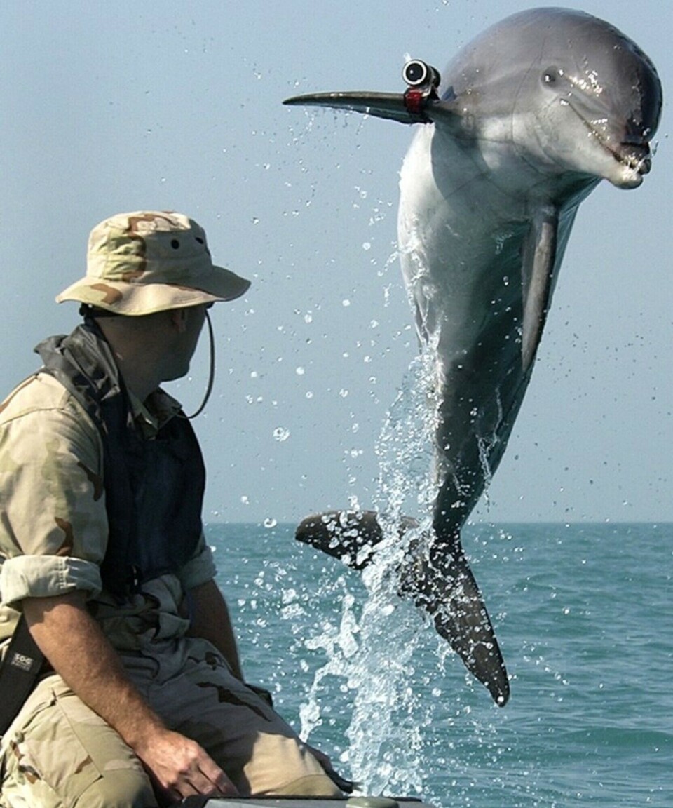 This image from 2003 shows an American military dolphin.
