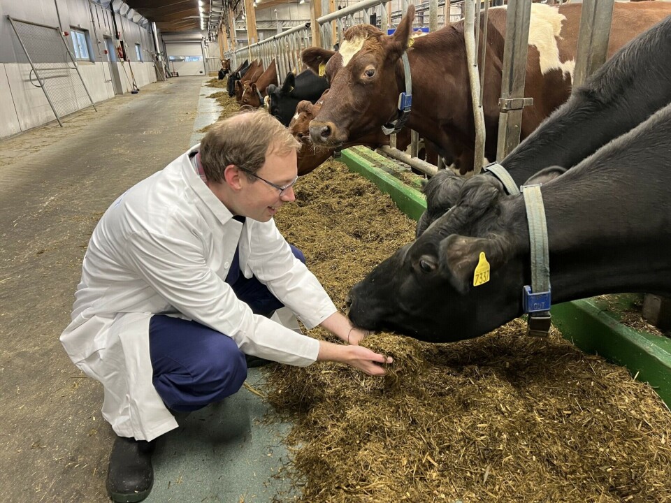 Researcher Erik Tengstrand has developed a technology that ensures silage has exactly the nutrient content that gives the highest milk yield. Here he is in the dairy barn at NMBU.