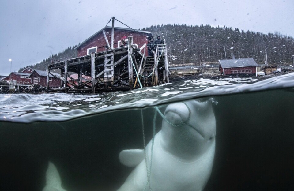 Hvaldimir plays with a rope near a fish farm in Sørfolda.