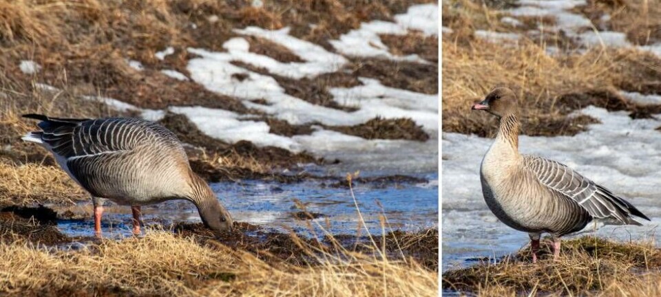 Geese scour the tundra in search of food.