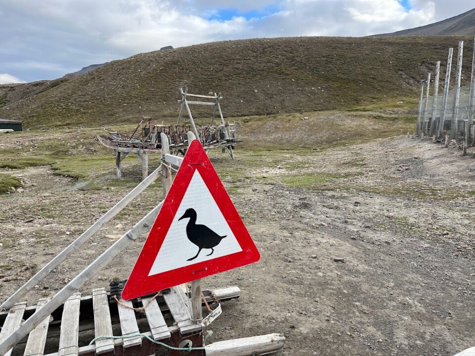 Nesting eider ducks frequently cross the road through Adventdalen near Longyearbyen.