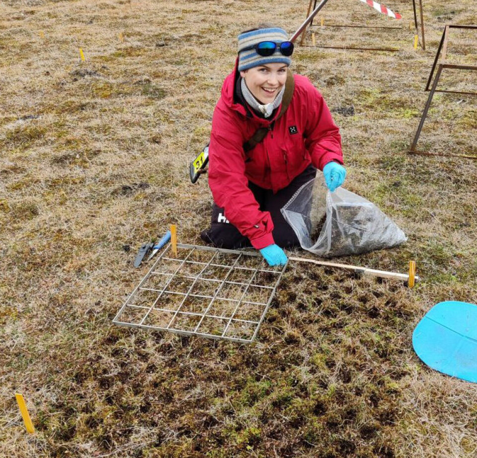 Emelie Winquist collected goose droppings, which were later distributed in some of the test field patches.