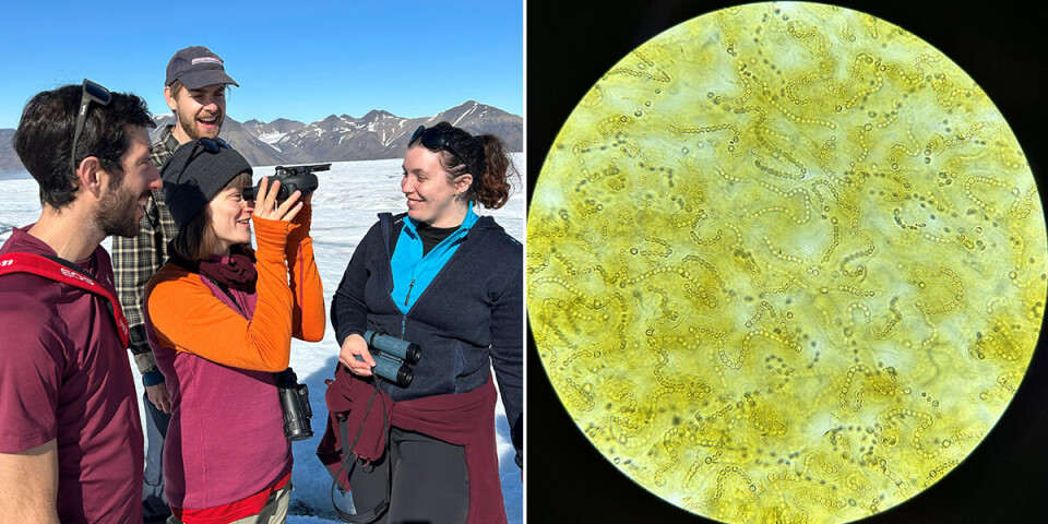 Cyanobacteria form large flakes in the terrain. Through a field microscope, researchers and students can study these and other microbes while still in the field, such as here on the glacier Foxfonna.