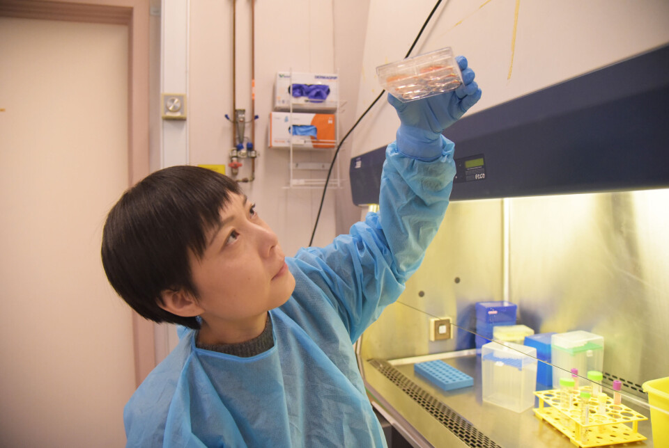 Kristina Xiao Liang is the group leader for the Mitochondrial Stem Cell Research Group at the University of Bergen.