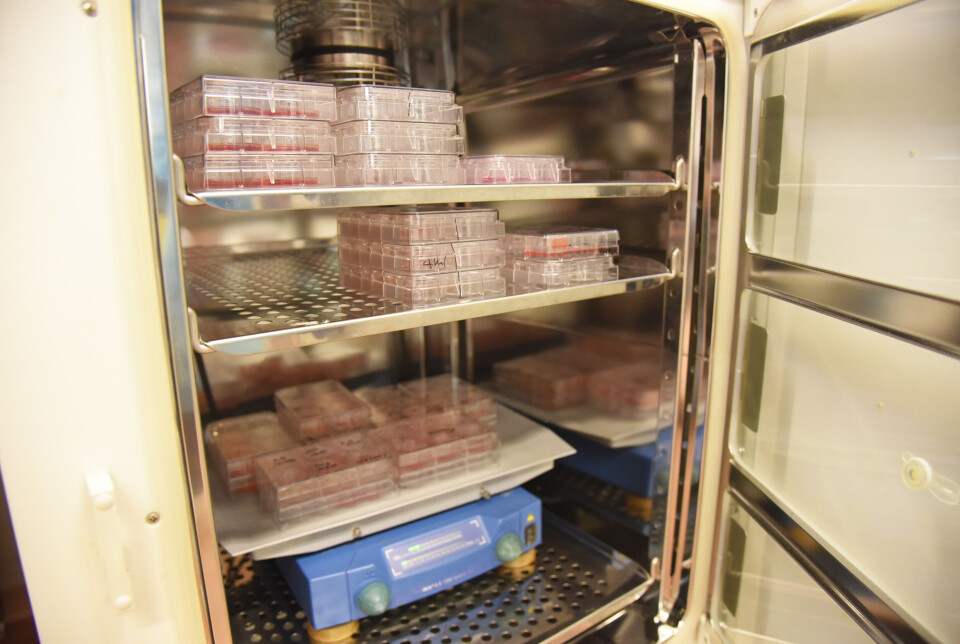 The brain organoids are stored in a refrigerator in the lab to ensure stable conditions.