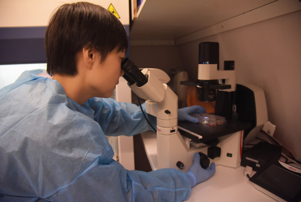 The mini-brain samples are safely stored in the laboratory. They are so tiny that they need to be examined in the microscope.