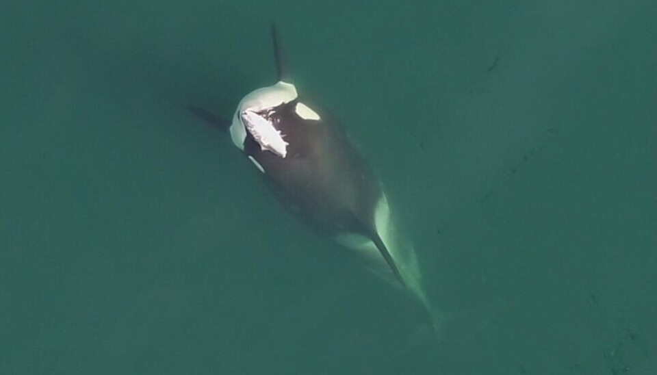 A drone image of the orca Alder with a salmon on its head from 2019. Alder was more interested in playing with his food than eating it.