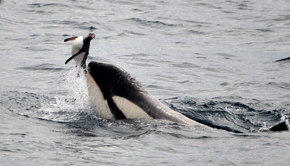 An orca playing with a penguin.
