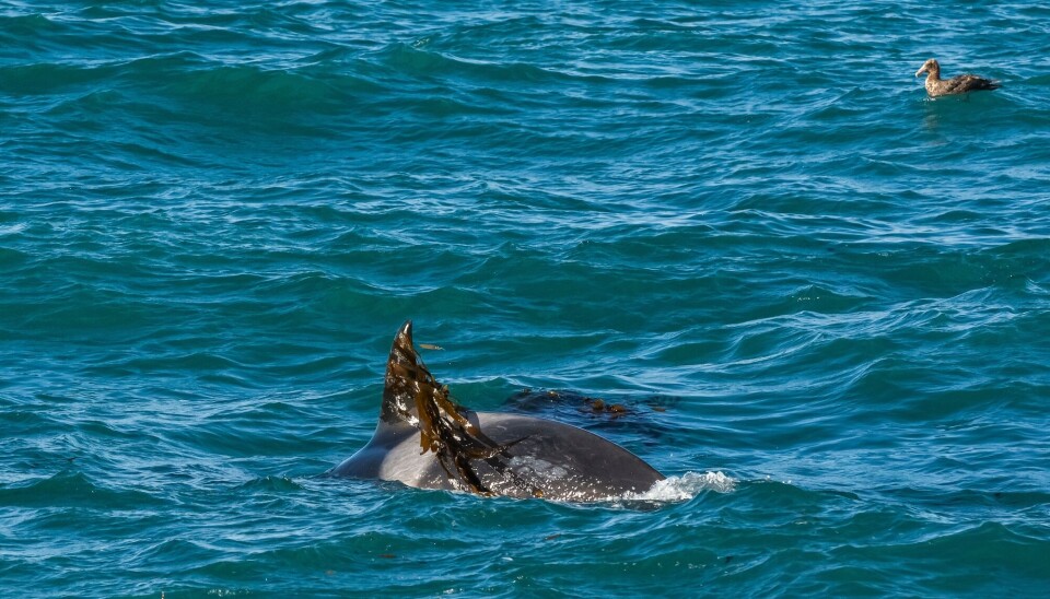 Another orca game: Dragging kelp underwater and releasing it so it floats up and out into the air.
