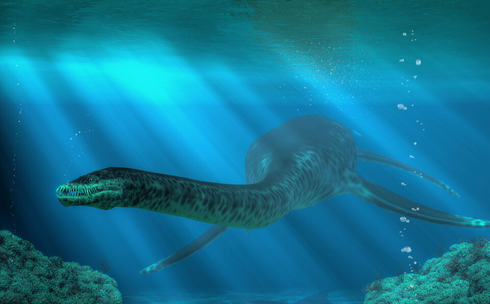 Illustration of a long-necked plesiosaur.