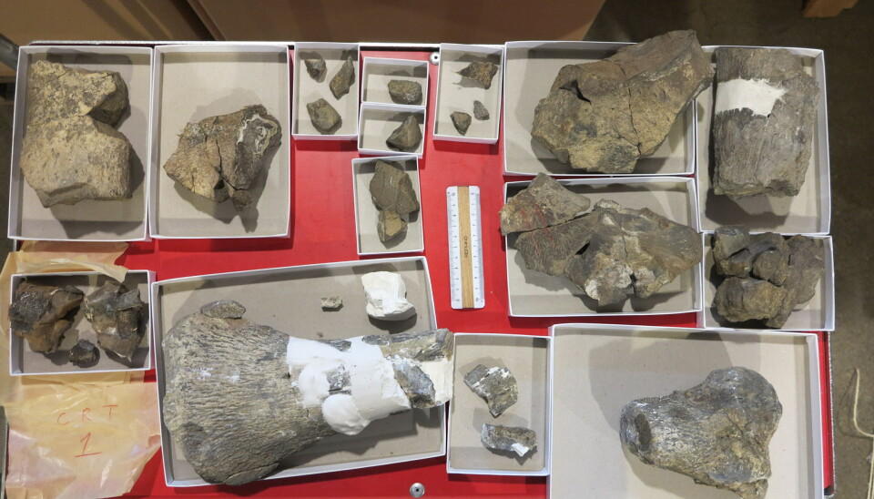 Some of the bones have white plaster on them, as someone had started preparing them before they were stored away again.