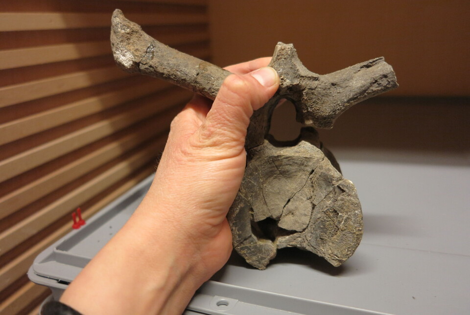 One of the bones from the plesiosaur.