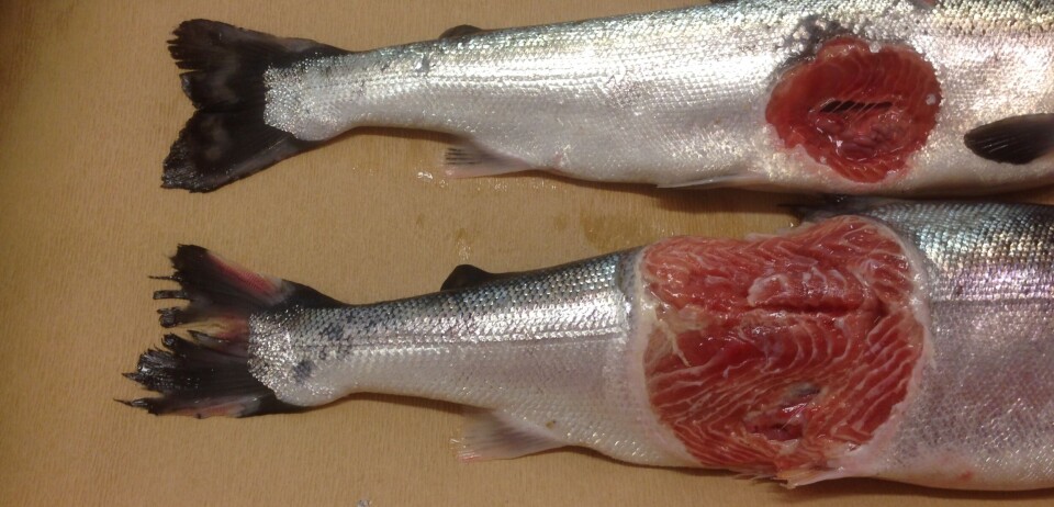 Winter ulcers in salmon.