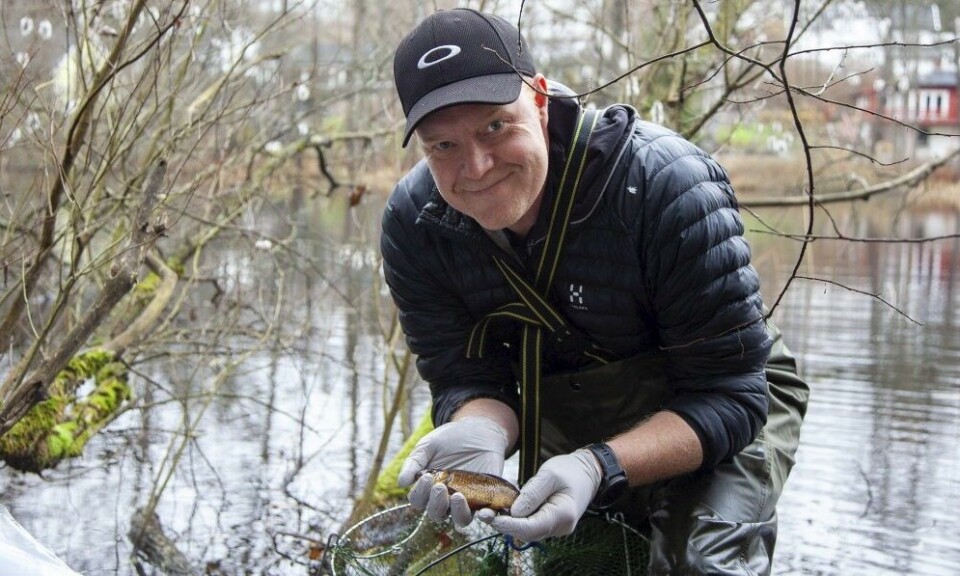 Professor Kåre-Olav Stensløkken finds the crucian carp he studies in a pond in Bærum.
