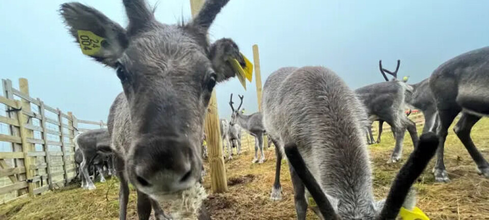 Can Norwegian reindeer provide new insights into chronic wasting disease?