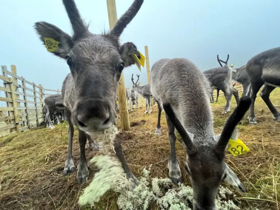 The reindeer that participated in the experiment were carefully selected.