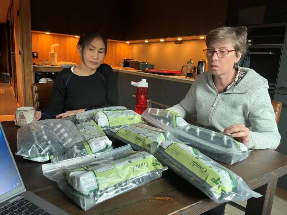 Senior engineer Linh Tran and prion researcher Sylvie L. Benestad from the Norwegian Veterinary Institute sort and prepare ear samples taken in connection with tagging the animals.