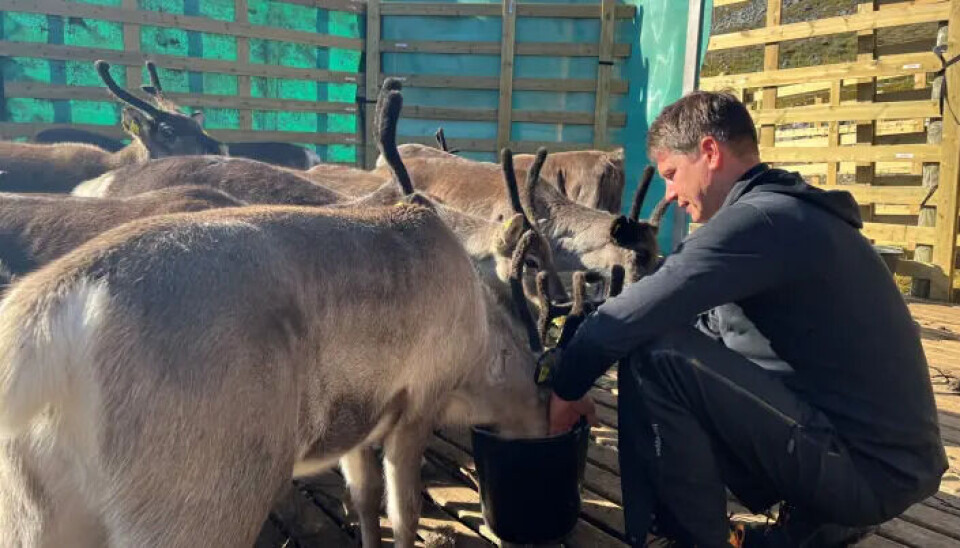 Jørn Våge and several others spent three weeks with the reindeer calves to get them accustomed to feed. They had to get used to humans and handling. A man is sitting down handfeeding reindeer.