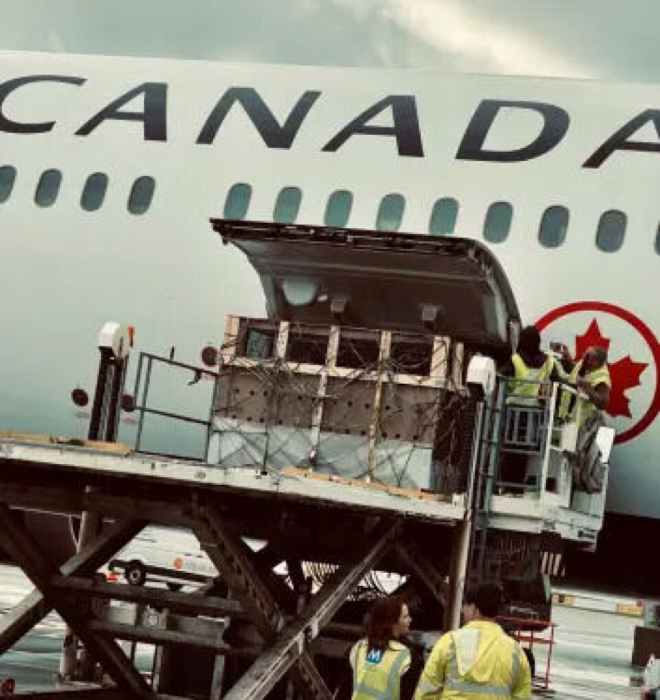 Precious cargo: The domesticated reindeer calves are lifted into the plane.