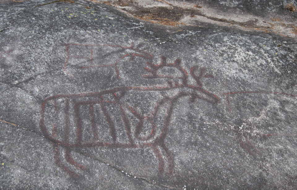 Moose are a common motif in rock art, like this bull moose from Innlandet County. Here, the heart and ribs have also been carved – perhaps by hunters in the Stone Age, around 6,000 years ago.