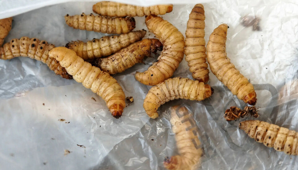 Can larvae munch on our plastic?