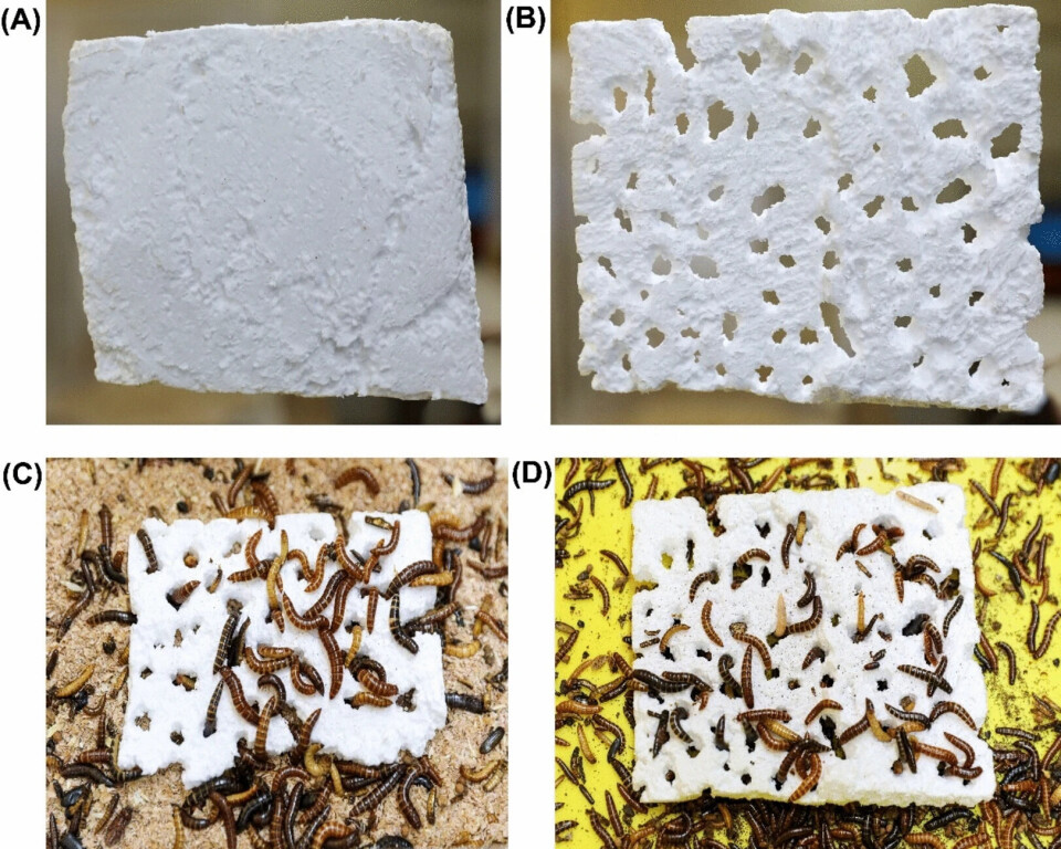 This is what it looks like when the larvae encounter styrofoam. But they don't get full and they poop out microplastic.